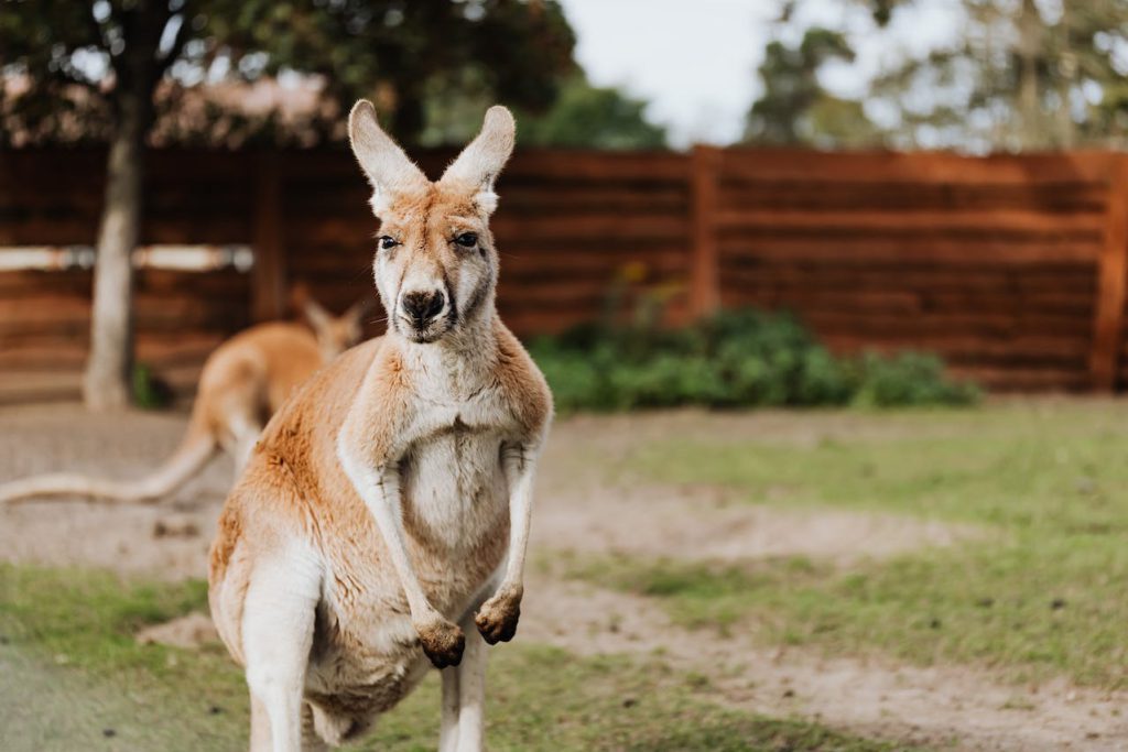 prezydent australii